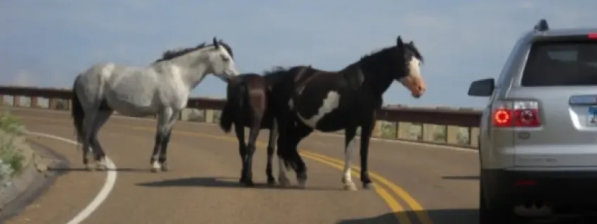 Corte de Santiago dictaminó que Concesionaria deberá indemnizar a automovilista por choque con caballo | Abogados en Puerto Montt - Servicios y Asesorías Legales Puerto Montt