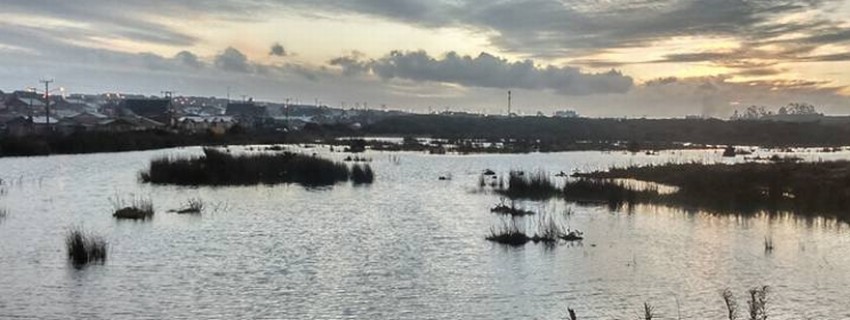CORTE SUPREMA ACOGE RECURSO DE PROTECCIÓN Y ORDENA MEDIDAS DE PROTECCIÓN DE HUMEDAL EN PUERTO MONTT | Abogados en Puerto Montt - Servicios y Asesorías Legales Puerto Montt